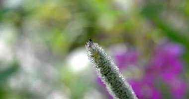 Macro - Ormanda bir çiçek üzerinde böcek