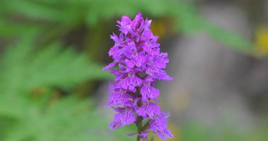 Dolomitlerden Macro-Dactylorhiza Maculata