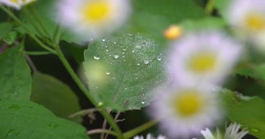Makro - Yaprağın üzerine sabah çiy damlası düşer