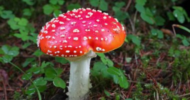Macro - Dolomite Amanita Phalloides