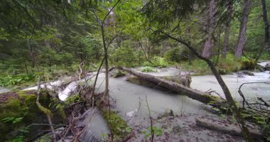 Dolomite ormanında akarsu