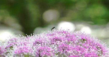 Macro - Dolomitik bir çiçekte böcek