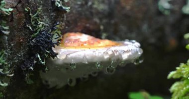 Makro - Mantara su damlası