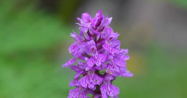 Macro - Dolomitlerin üzerindeki leylak çiçeği