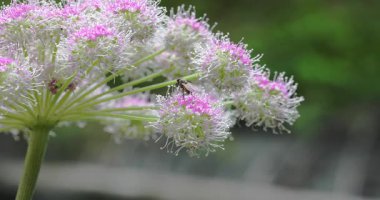 Macro - Dinamit çiçeğinin üzerindeki böcek.