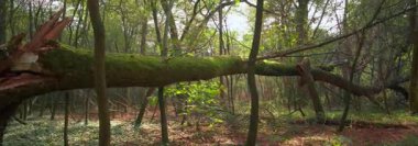 Anamorfik Mercek 6K - Ormanda Sonbahar Manzarası