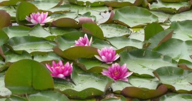  Nilüferlerle dolu yaz manzarası