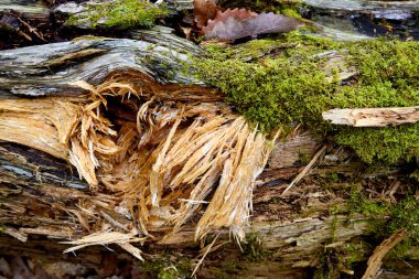 Yosun ile Parçalanmış ve Çürüyen Günlük Kaydı