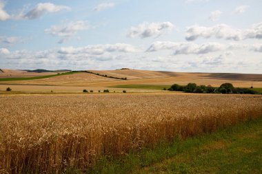 Migennes Fransa 'da Bulutlu Buğday Tarlası ve Rolling Hills