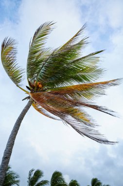 Kahverengi ve yeşil palmiye ağacı, hindistan cevizi rüzgarı esiyor.