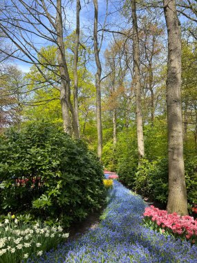 Keukenhof, Lisse, Hollanda 'da güzel laleler