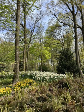 Keukenhof, Lisse, Hollanda 'da güzel laleler