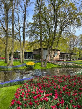 Keukenhof, Lisse, Hollanda 'da güzel laleler