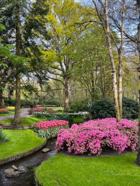 Keukenhof, Lisse, Hollanda 'da güzel laleler