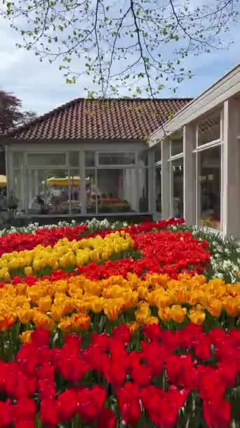 Belles Tulipes Keukenhof Garden Lisse Pays Bas — Video