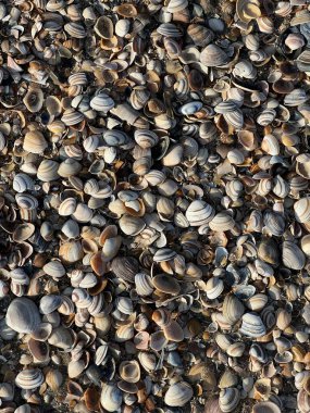 Kuzey Denizi, Hollanda sahillerinde deniz kabukları