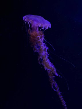 Akvaryumdaki denizanası, sualtı faunası