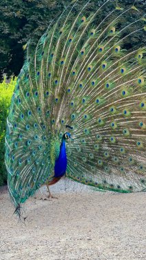 Güzel açık tüyleri olan tavus kuşu.