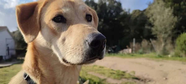 Açık Renkli Büyük Bir Köpeğin Ağzı — Stok fotoğraf