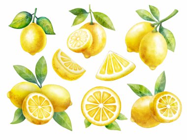 Beyaz arkaplan vektöründe suluboya stili limon meyvesi kümesi, her parça