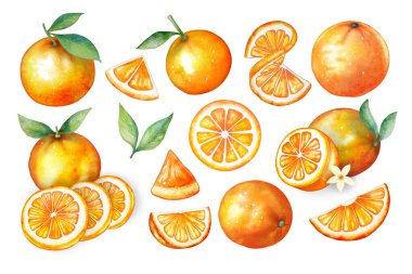 Beyaz arkaplan vektörü üzerinde suluboya tarzı portakal meyvesi kümesi, her parça