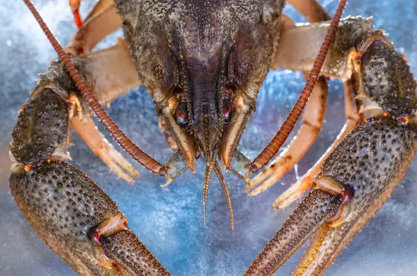 在淡水中捕获的活的小龙虾 — 图库照片