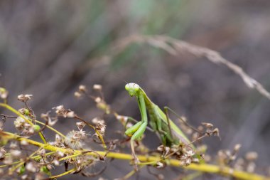 Bir bitkinin üzerinde yeşil egzotik peygamber devesi, Carolina peygamber devesi, ormanda Stagmomantis carolina. Yakın çekim..