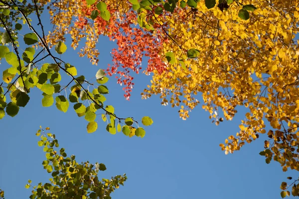Multi-colored leaves on tree branches against a blue sky. Autumn background.