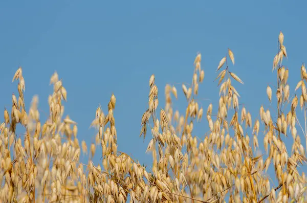 Ripe oats on the field close-up. Golden colour oats field against blue sky. Golden oat grains natural background.