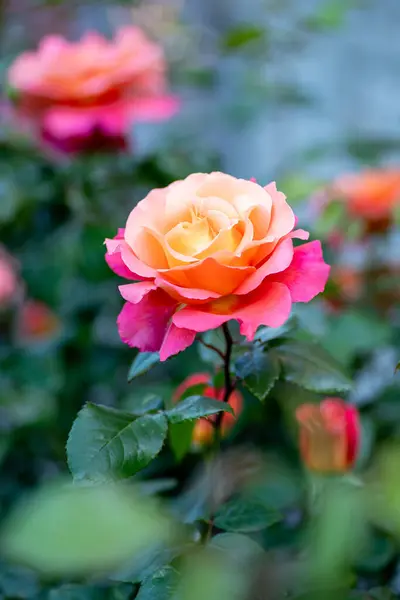 Single peach colored rose in a garden on a blurry background.