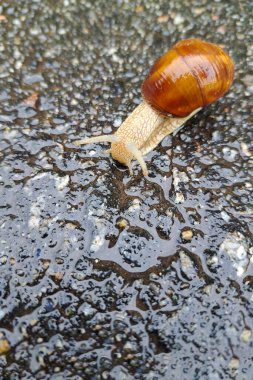 Yerde sürünen üzüm salyangozu. Yakından, karasal yumuşakça. Doğal arkaplan.