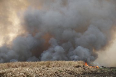 Çimen tarlalarında yanan ateşin kırmızı duman desenli arka planı, gökyüzüne doğru siyah beyaz duman. Yakından büyük bir yangın var. Hava konseptinde kirlilik. Savaştan çıkan dumanı tüttürmek için ateş.