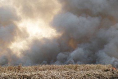 Beyaz ve siyah duman, kırmızı tozlu duman arka planda çimen tarlalarında yangın, gökyüzüne siyah ve beyaz duman. Yakından büyük bir yangın var. Hava konseptinde kirlilik. Savaştan çıkan dumanı tüttürmek için ateş.