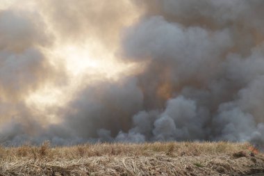 Beyaz ve siyah, kırmızı duman desenli arka plandaki yangın çim tarlalarında yanar, siyah ve beyaz duman gökyüzüne çıkar. Yakından büyük bir yangın var. Hava konseptinde kirlilik. Savaştan çıkan dumanı tüttürmek için ateş.