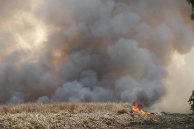 Beyaz ve siyah, kırmızı duman desenli arka plandaki yangın çim tarlalarında yanar, siyah ve beyaz duman gökyüzüne çıkar. Yakından büyük bir yangın var. Hava konseptinde kirlilik. Savaştan çıkan dumanı tüttürmek için ateş.