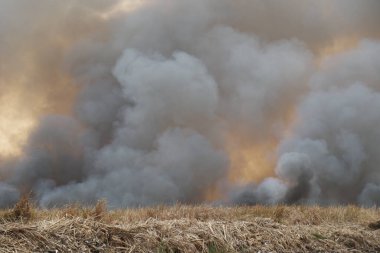 Beyaz ve siyah duman, kırmızı tozlu duman arka planda çimen tarlalarında yangın, gökyüzüne siyah ve beyaz duman. Yakından büyük bir yangın var. Hava konseptinde kirlilik. Savaştan çıkan dumanı tüttürmek için ateş.