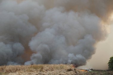 Beyaz duman deseni, çimen tarlalarında yanan kırmızı ateş alevi, ormanlar ve gökyüzüne doğru siyah beyaz duman. Yakından büyük bir yangın var. Hava konseptinde kirlilik. Vahşi ateş, dünyadaki çalıları kirletiyor..