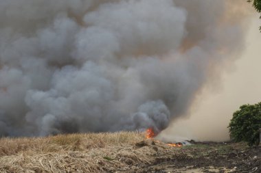 Beyaz duman deseni, çimen tarlalarında yanan kırmızı ateş alevi, ormanlar ve gökyüzüne doğru siyah beyaz duman. Yakından büyük bir yangın var. Hava konseptinde kirlilik. Vahşi ateş, dünyadaki çalıları kirletiyor..