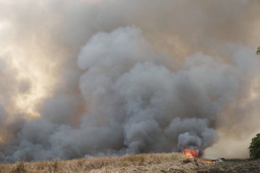 Beyaz duman deseni, çimen tarlalarında yanan kırmızı ateş alevi, ormanlar ve gökyüzüne doğru siyah beyaz duman. Yakından büyük bir yangın var. Hava konseptinde kirlilik. Vahşi ateş, dünyadaki çalıları kirletiyor..