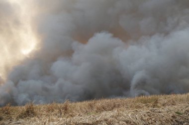 Beyaz duman deseni, çimen tarlalarında yanan kırmızı ateş alevi, ormanlar ve gökyüzüne doğru siyah beyaz duman. Yakından büyük bir yangın var. Hava konseptinde kirlilik. Vahşi ateş, dünyadaki çalıları kirletiyor..