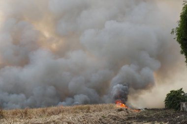 Beyaz duman deseni, çimen tarlalarında yanan kırmızı ateş alevi, ormanlar ve gökyüzüne doğru siyah beyaz duman. Yakından büyük bir yangın var. Hava konseptinde kirlilik. Vahşi ateş, dünyadaki çalıları kirletiyor..