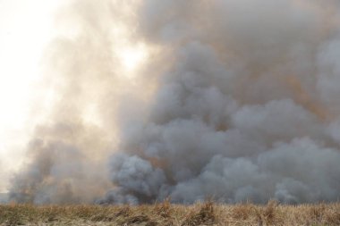 Beyaz duman deseni, çimen tarlalarında yanan kırmızı ateş alevi, ormanlar ve gökyüzüne doğru siyah beyaz duman. Yakından büyük bir yangın var. Hava konseptinde kirlilik. Vahşi ateş, dünyadaki çalıları kirletiyor..
