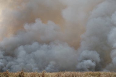 Beyaz duman deseni, çimen tarlalarında yanan kırmızı ateş alevi, ormanlar ve gökyüzüne doğru siyah beyaz duman. Yakından büyük bir yangın var. Hava konseptinde kirlilik. Vahşi ateş, dünyadaki çalıları kirletiyor..
