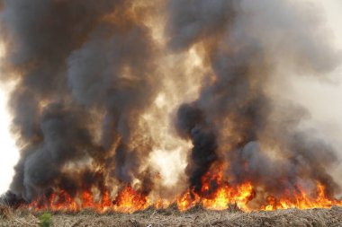 Siyah duman deseni, çimen tarlalarında yanan kırmızı ateş alevi, ormanlar ve gökyüzüne doğru siyah beyaz duman. Yakından büyük bir yangın var. Hava konseptinde kirlilik. Vahşi ateş, dünyadaki çalıları kirletiyor..