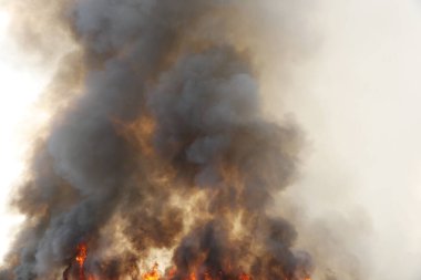 Siyah duman deseni, çimen tarlalarında yanan kırmızı ateş alevi, ormanlar ve gökyüzüne doğru siyah beyaz duman. Yakından büyük bir yangın var. Hava konseptinde kirlilik. Vahşi ateş, dünyadaki çalıları kirletiyor..
