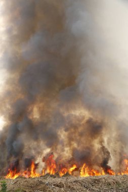 Kırmızı alevler çimen tarlalarında, ormanlarda ve gökyüzüne doğru siyah beyaz dumanlarda yanar. Yakından büyük bir yangın var. Hava konseptinde kirlilik. Vahşi ateş, dünyadaki çalıları kirletiyor..