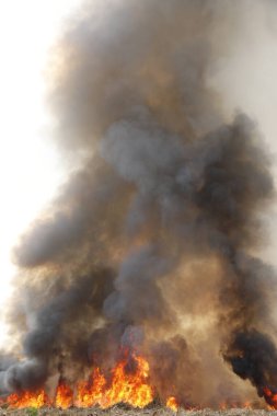 Kırmızı alevler çimen tarlalarında, ormanlarda ve gökyüzüne doğru siyah beyaz dumanlarda yanar. Yakından büyük bir yangın var. Hava konseptinde kirlilik. Vahşi ateş, dünyadaki çalıları kirletiyor..