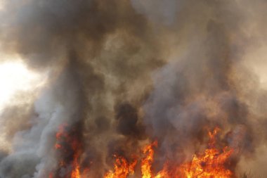Kırmızı alevler çimen tarlalarında, ormanlarda ve gökyüzüne doğru siyah beyaz dumanlarda yanar. Yakından büyük bir yangın var. Hava konseptinde kirlilik. Vahşi ateş, dünyadaki çalıları kirletiyor..