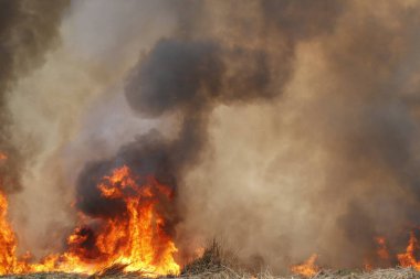 Kırmızı alevler çimen tarlalarında, ormanlarda ve gökyüzüne doğru siyah beyaz dumanlarda yanar. Yakından büyük bir yangın var. Hava konseptinde kirlilik. Vahşi ateş, dünyadaki çalıları kirletiyor..