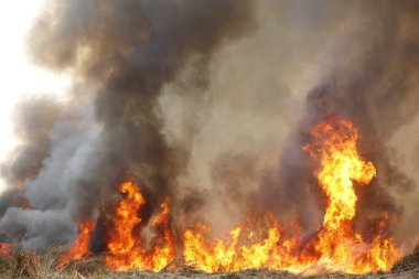 Kırmızı alevler çimen tarlalarında, ormanlarda ve gökyüzüne doğru siyah beyaz dumanlarda yanar. Yakından büyük bir yangın var. Hava konseptinde kirlilik. Vahşi ateş, dünyadaki çalıları kirletiyor..